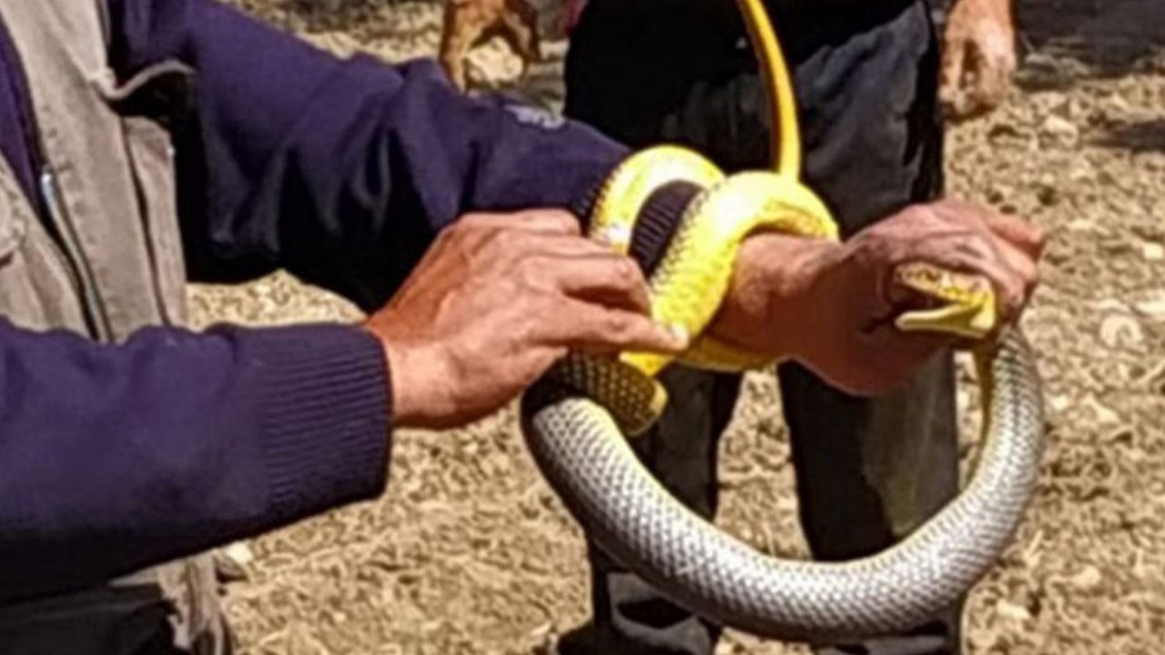 Son dakika... Kırbaç yılanı! Elleriyle yakaladı, tam 1,5 metre... 1