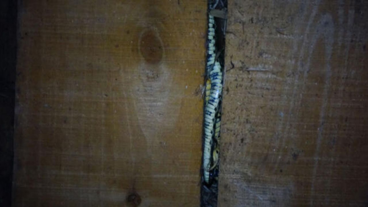 Son dakika... Kırbaç yılanı! Elleriyle yakaladı, tam 1,5 metre... 14