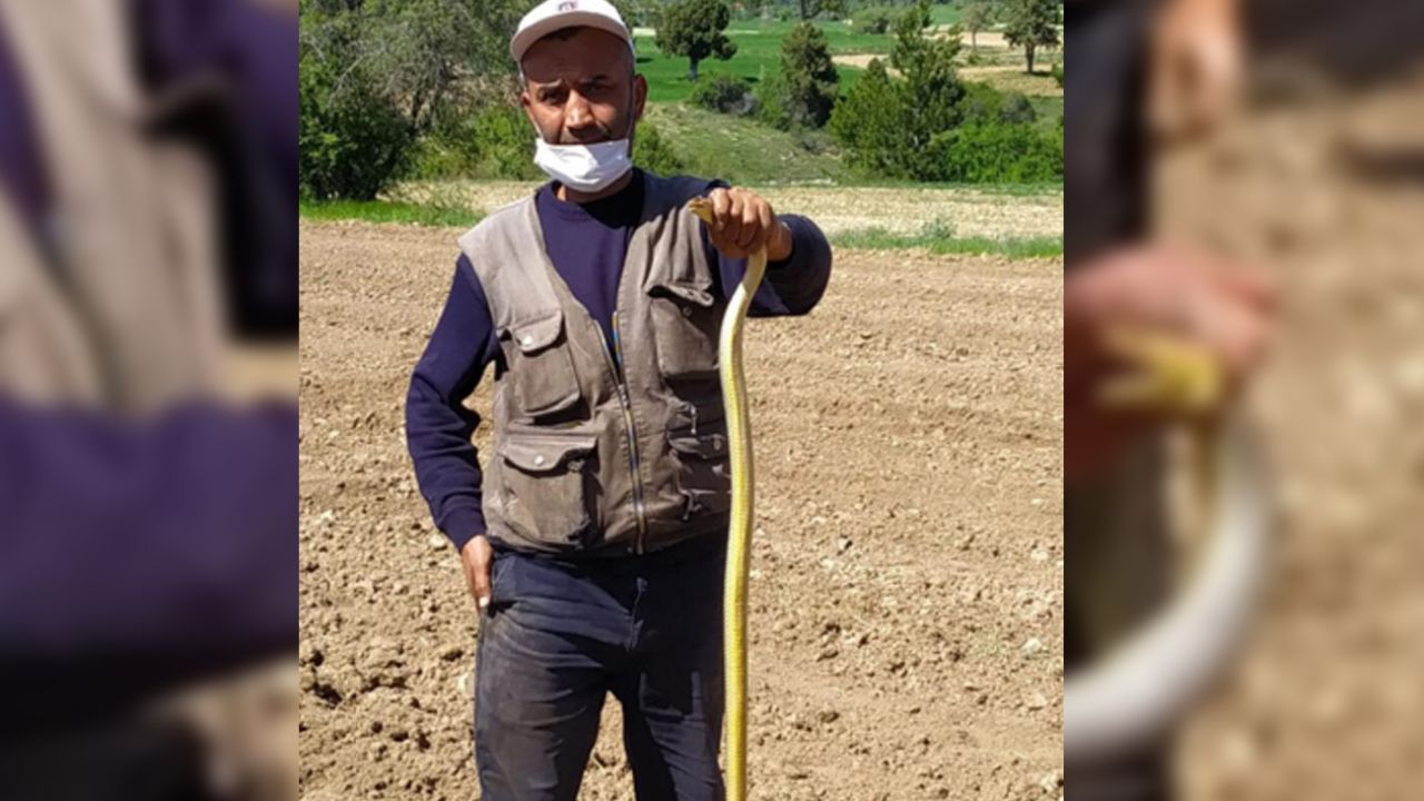 Son dakika... Kırbaç yılanı! Elleriyle yakaladı, tam 1,5 metre... 2