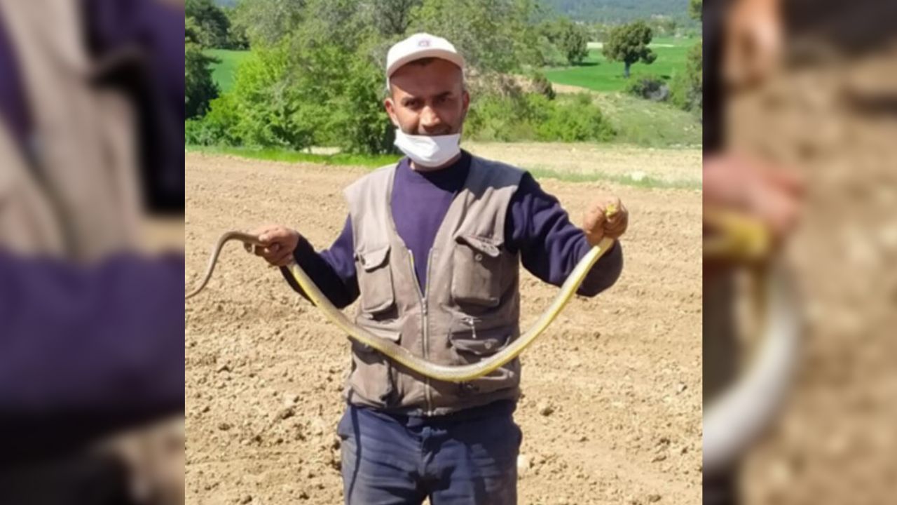 Son dakika... Kırbaç yılanı! Elleriyle yakaladı, tam 1,5 metre... 3