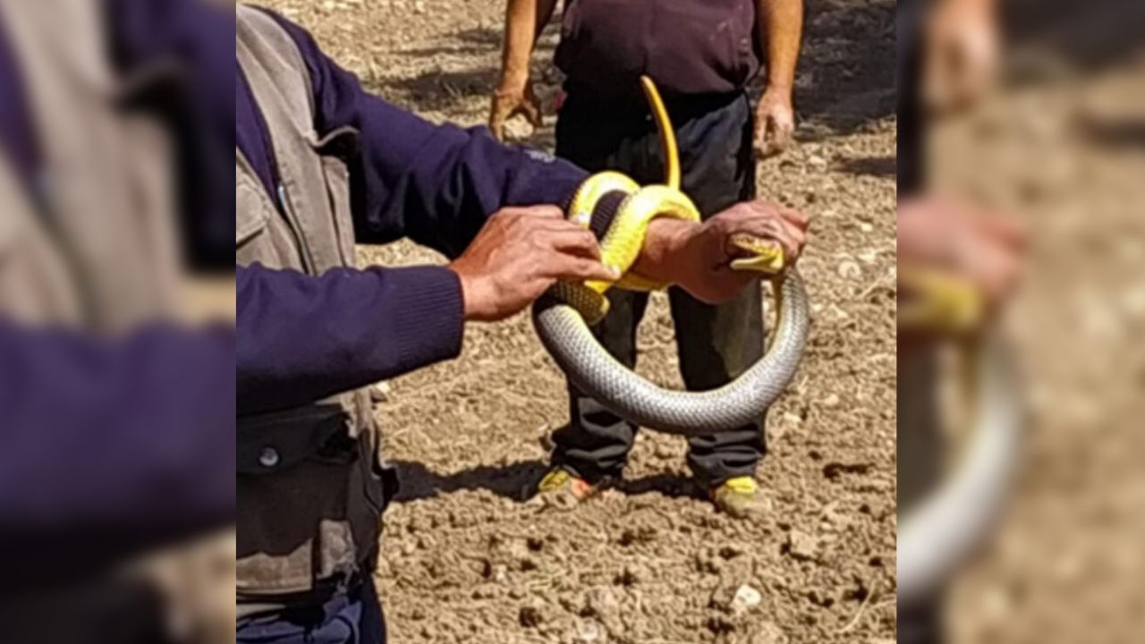 Son dakika... Kırbaç yılanı! Elleriyle yakaladı, tam 1,5 metre... 4