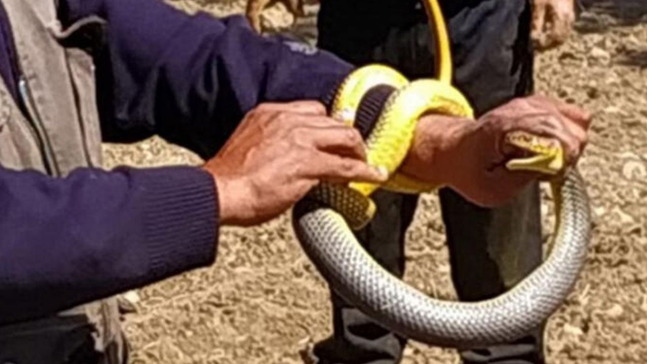 Son dakika... Korkuyla izleniyor ama... Sakın öldürmeyin! 5
