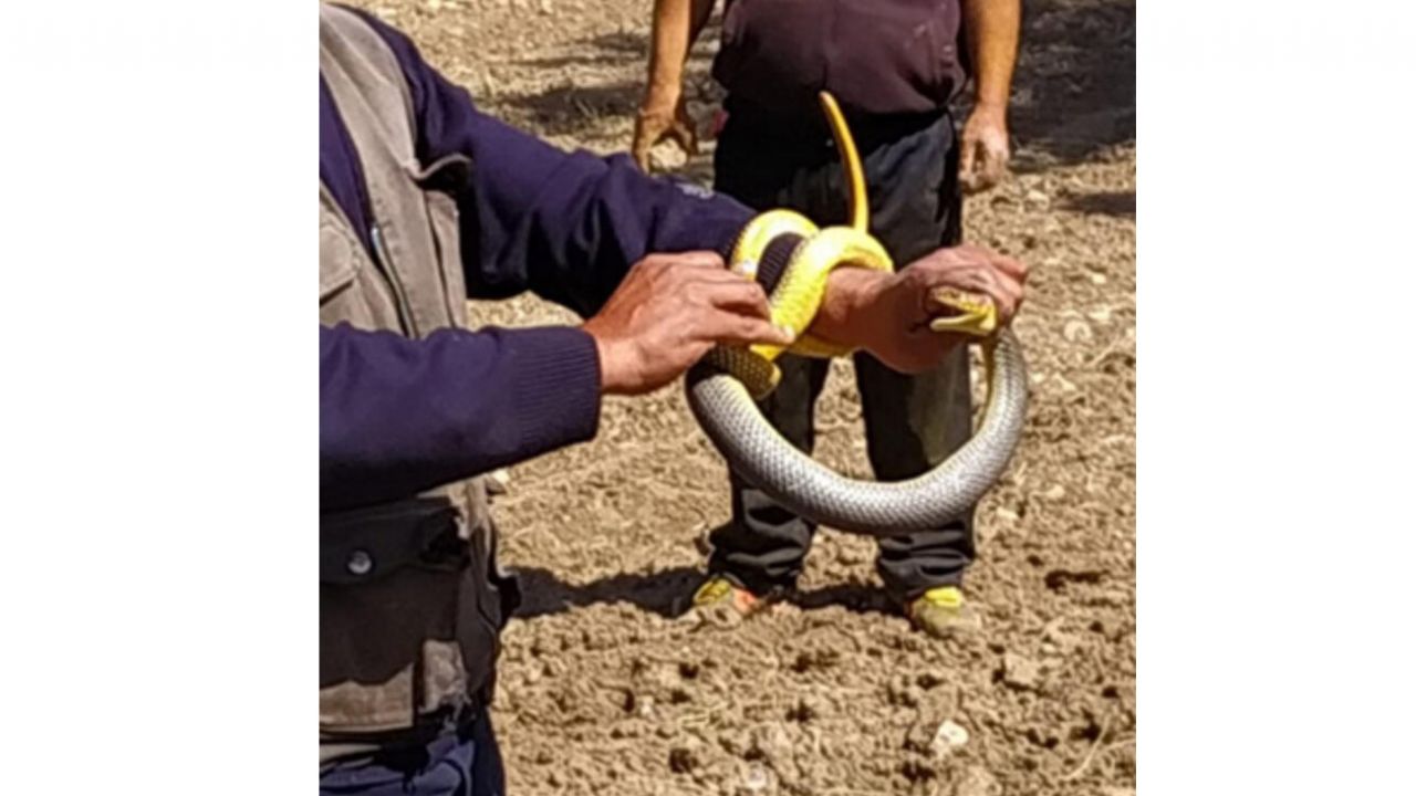 Son dakika... Korkuyla izleniyor ama... Sakın öldürmeyin! 8