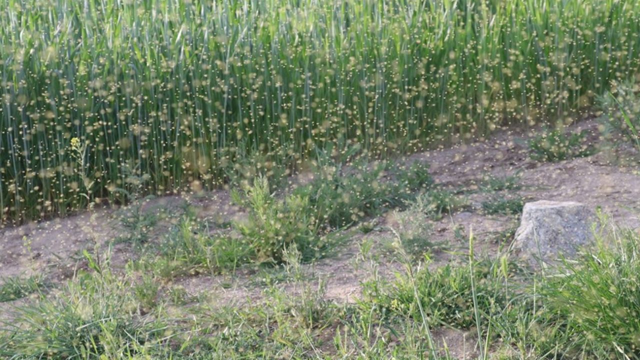 Son dakika... Yozgat'ta bir köy sinek istilasına uğradı 4