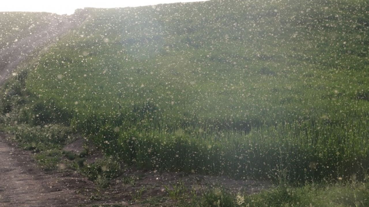 Son dakika... Yozgat'ta bir köy sinek istilasına uğradı 5