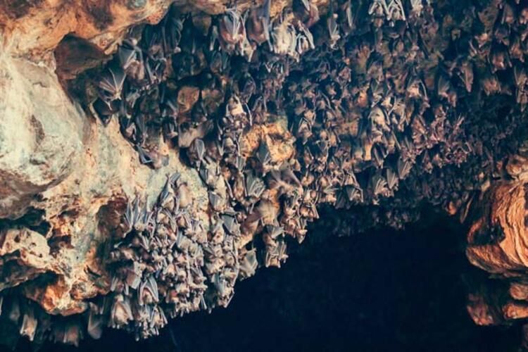 Yeni ölümcül salgın yayılıyor! Bu kez tavşanlar... 13