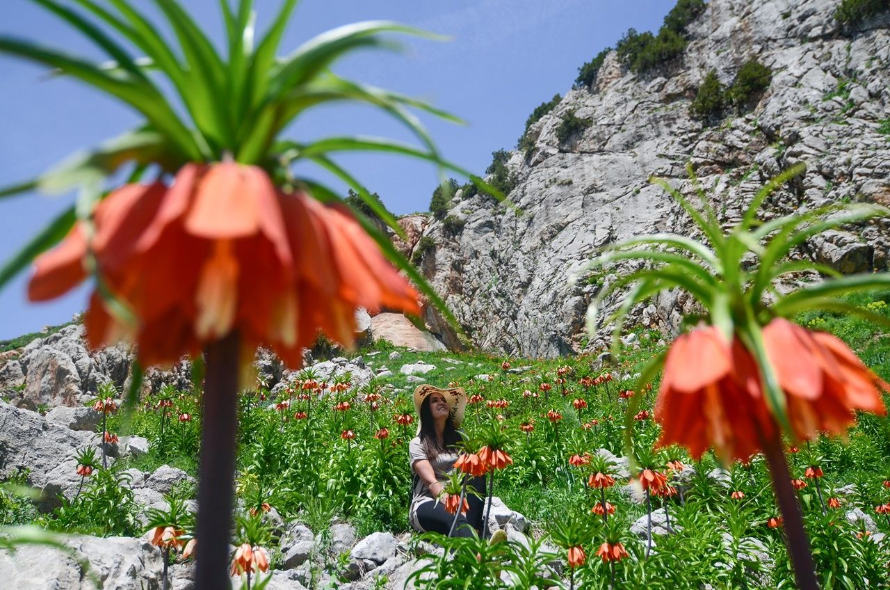 Mercan Dağları'ndaki ters lalelerin görsel şöleni... 1