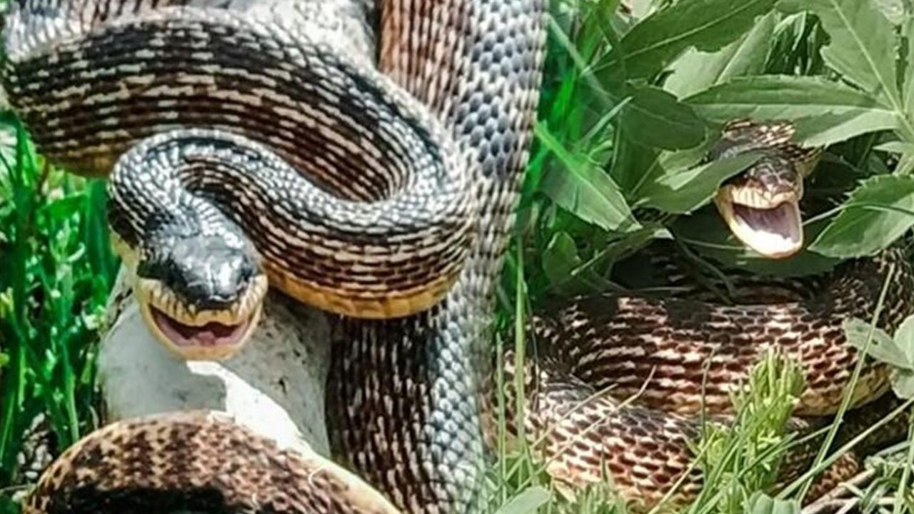 Son dakika... Kentleri yılanlar bastı... Panik büyüyor! 2,5 metrelik yılan yakalandı 9