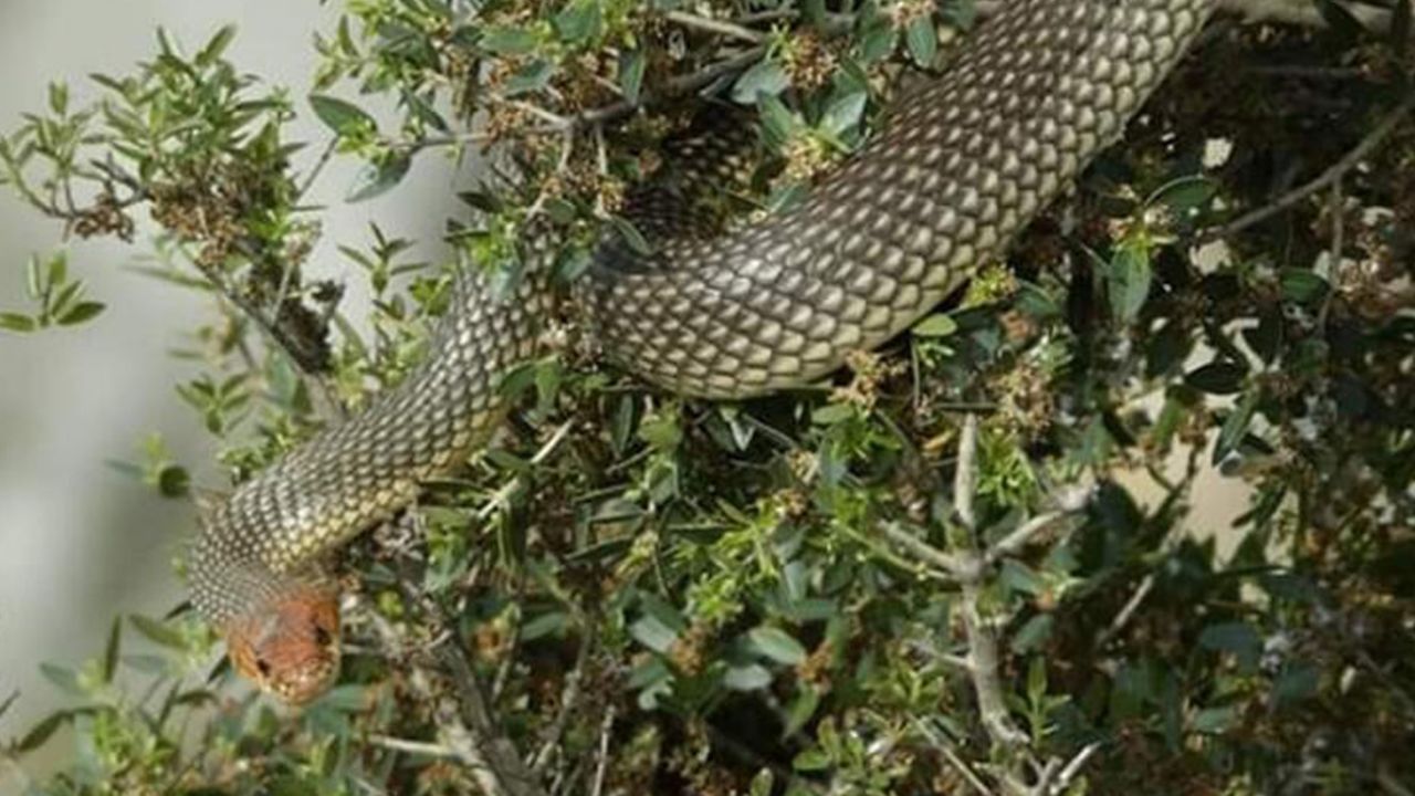 Son dakika... Kentleri yılanlar bastı... Panik büyüyor! 2,5 metrelik yılan yakalandı 12