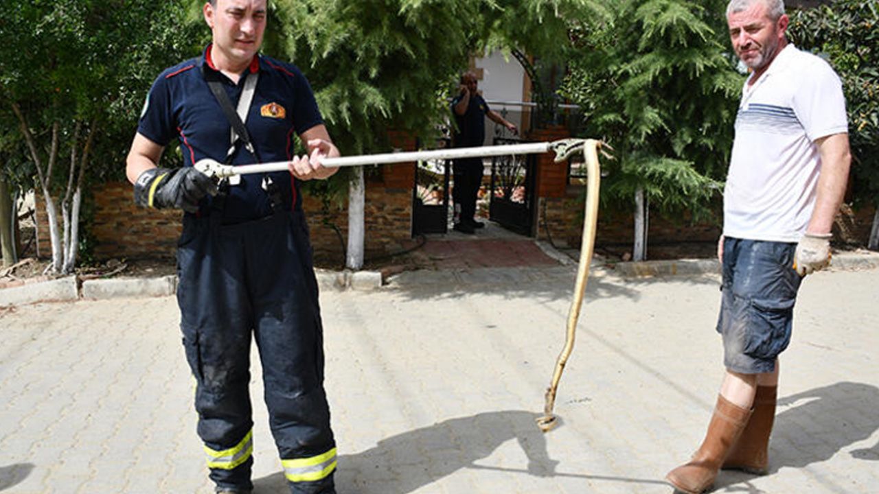 Son dakika... Kentleri yılanlar bastı... Panik büyüyor! 2,5 metrelik yılan yakalandı 3