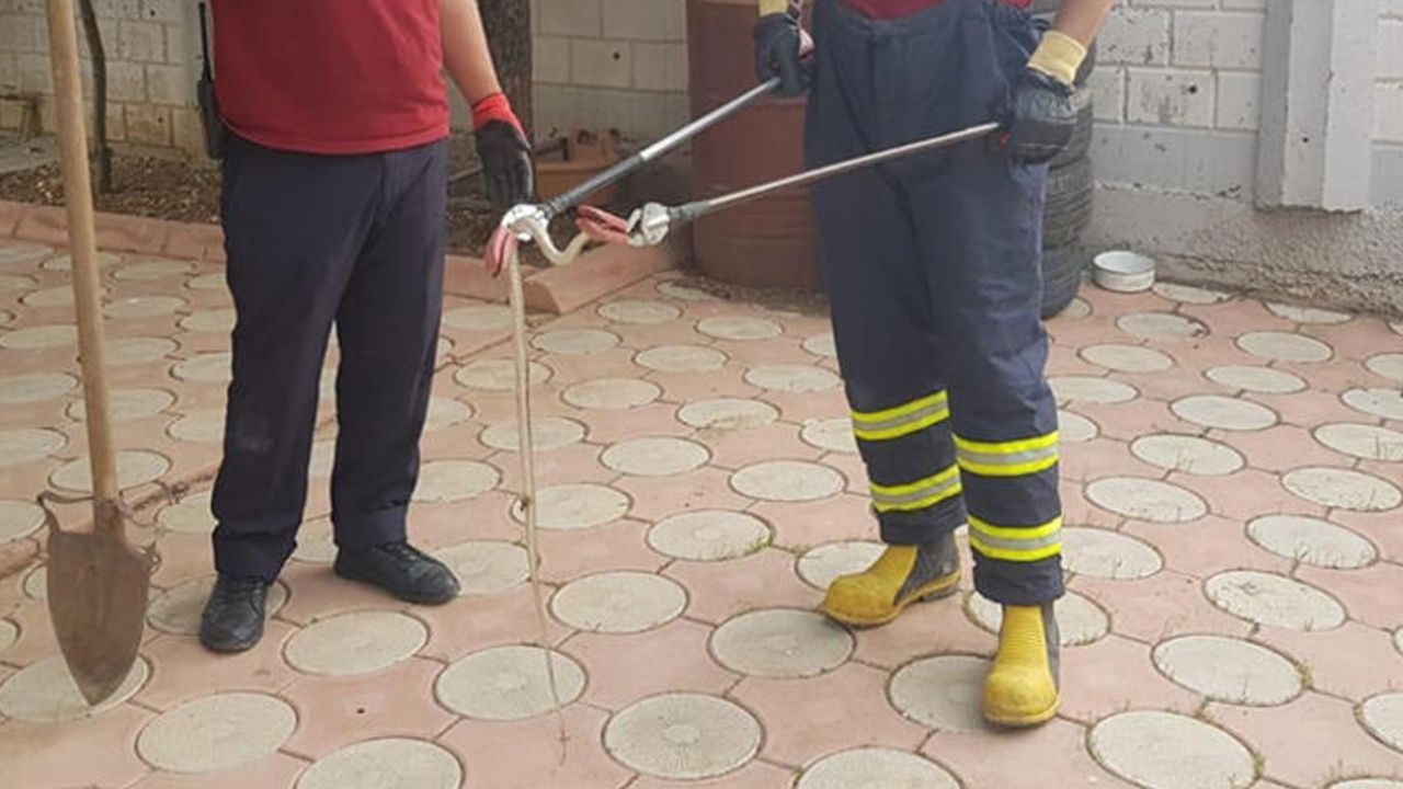 Son dakika... Kentleri yılanlar bastı... Panik büyüyor! 2,5 metrelik yılan yakalandı 4