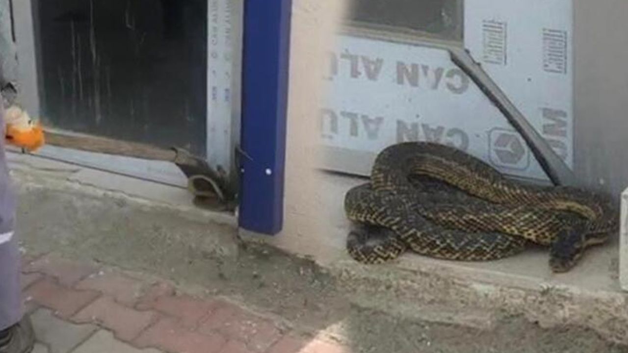 Son dakika... Kentleri yılanlar bastı... Panik büyüyor! 2,5 metrelik yılan yakalandı 7