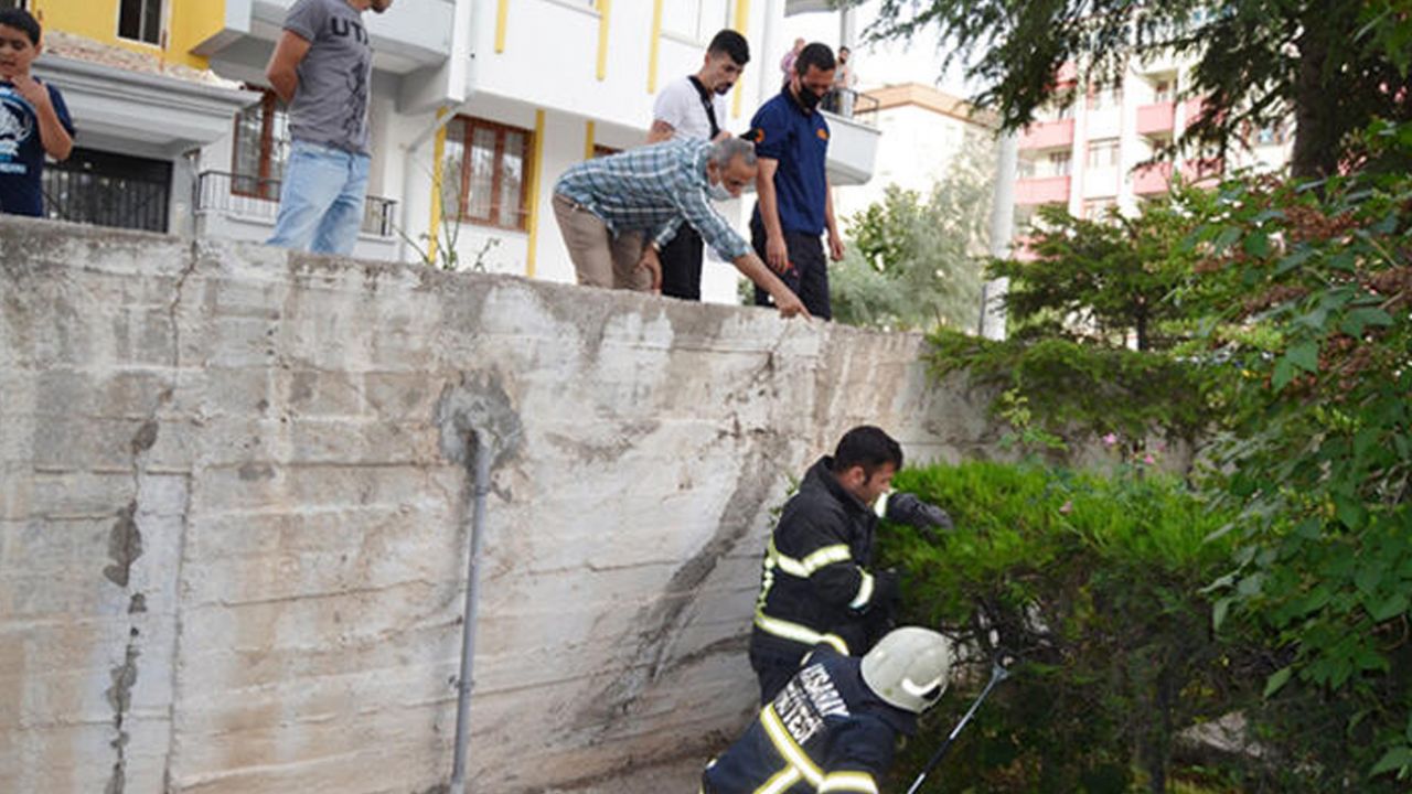 Son dakika... Yılan paniği büyüyor! 3 ilde daha görüldü 9