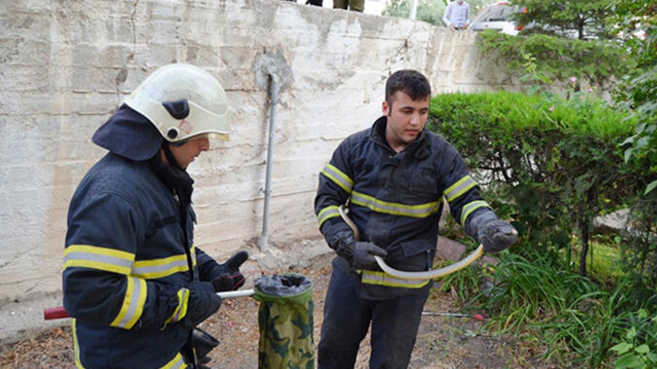 Son dakika... Yılan paniği büyüyor! 3 ilde daha görüldü 10