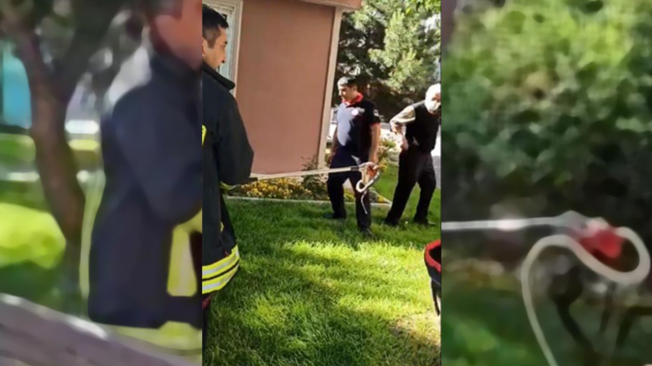 Son dakika... Yılan paniği büyüyor! 3 ilde daha görüldü 13