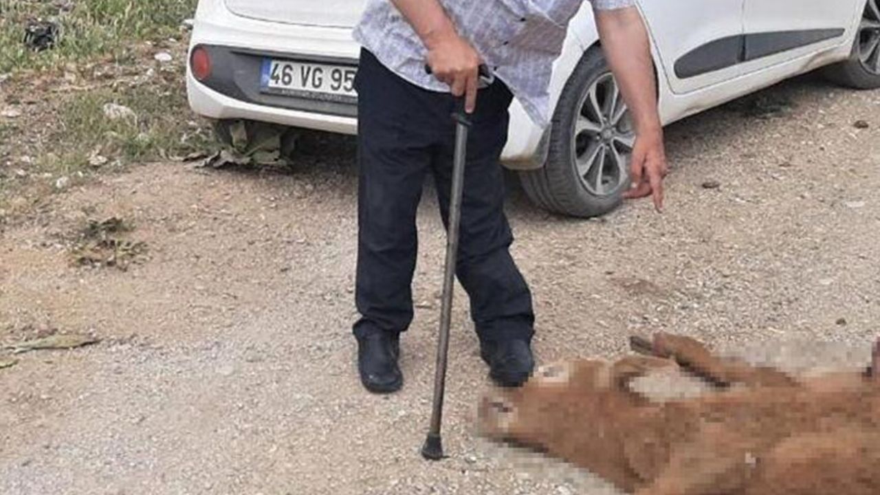Son dakika... Yılan paniği büyüyor! 3 ilde daha görüldü 14