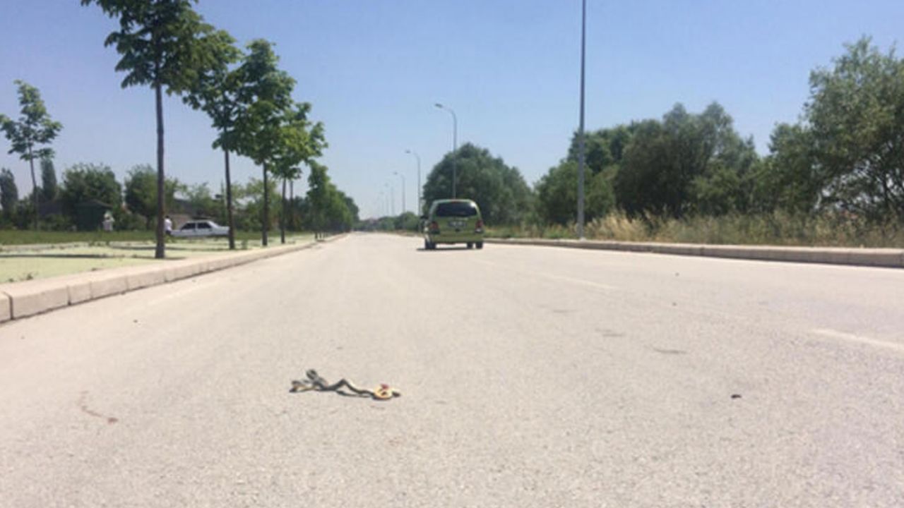 Son dakika... Yılan paniği büyüyor! 3 ilde daha görüldü 3