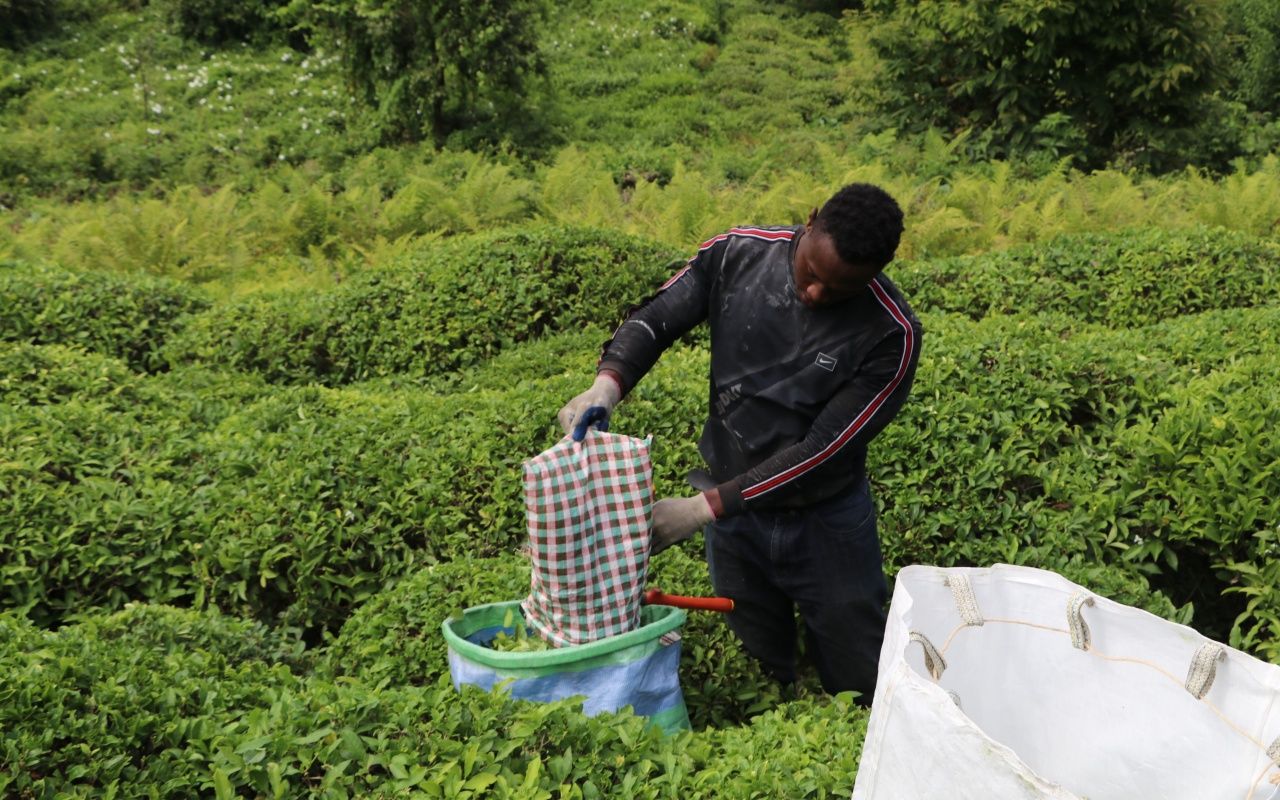 Black tea matters! 4