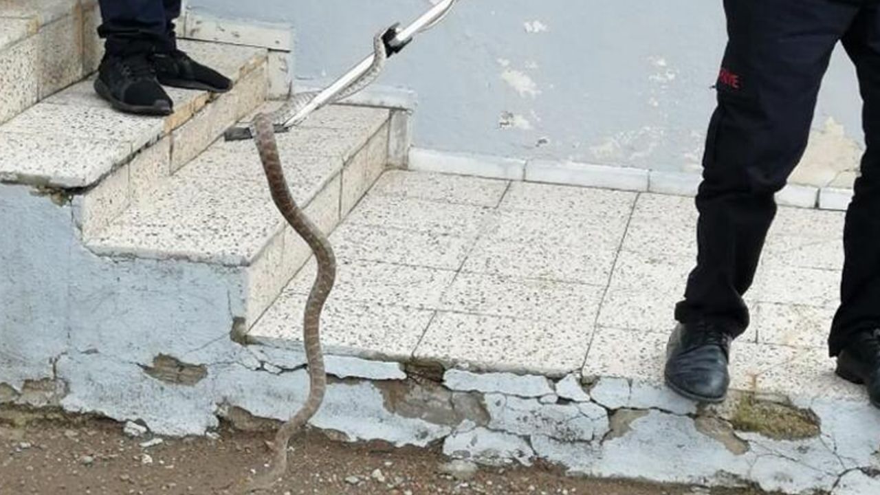 Son dakika... Kayseri'deki 'Yılan Yakalama Timi' iş başında! Bu yıl 35 yılan yakalandı 2