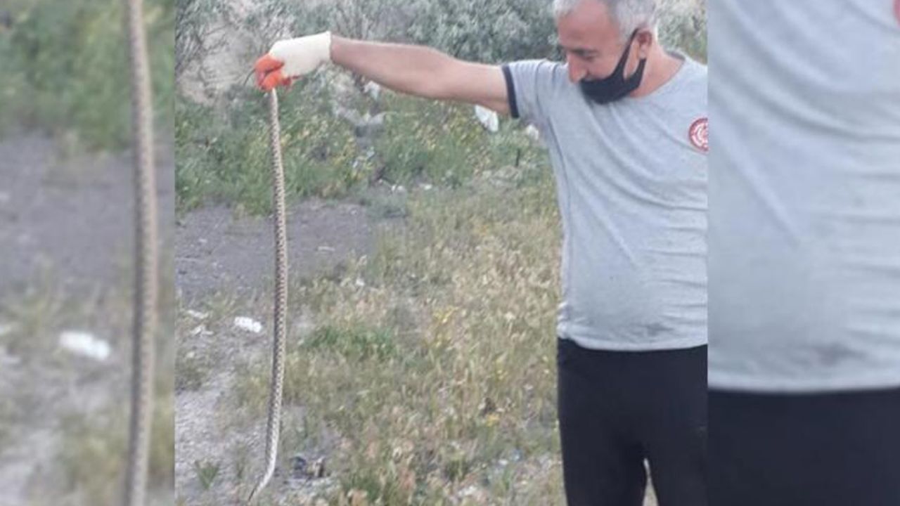 Son dakika... Kayseri'deki 'Yılan Yakalama Timi' iş başında! Bu yıl 35 yılan yakalandı 4