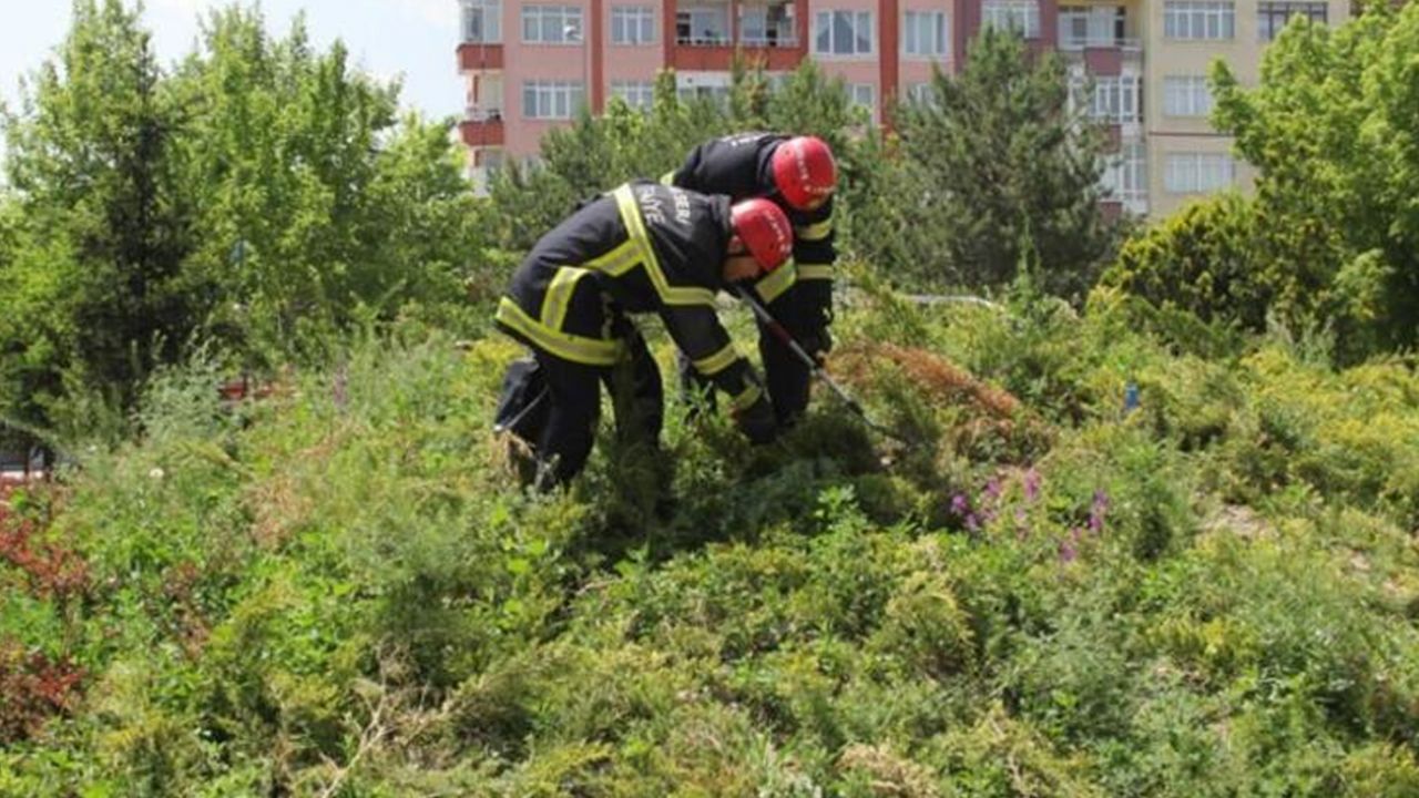 Son dakika... Kayseri'deki 'Yılan Yakalama Timi' iş başında! Bu yıl 35 yılan yakalandı 5