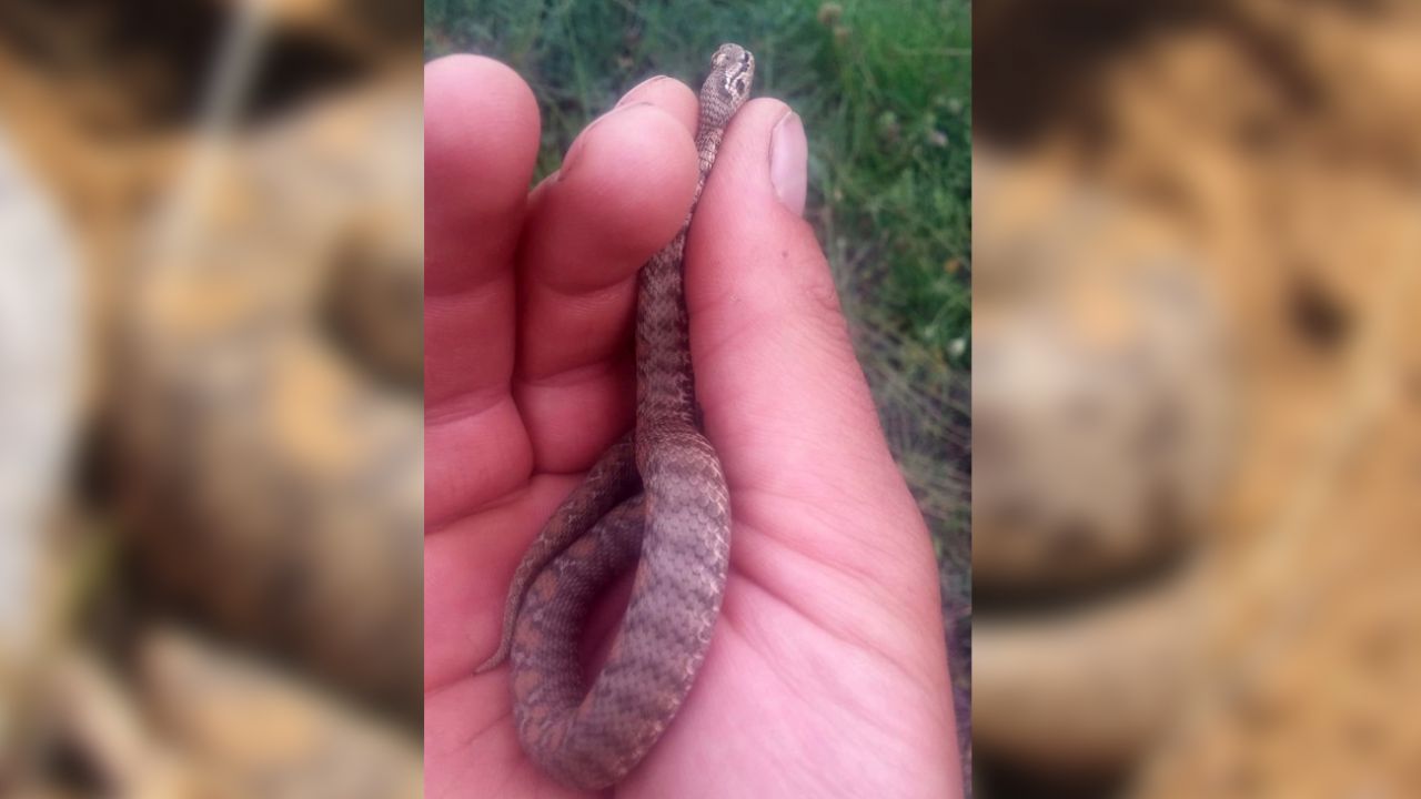 Son dakika... Nesli tehlike altında! O kentte tespit edildi 2
