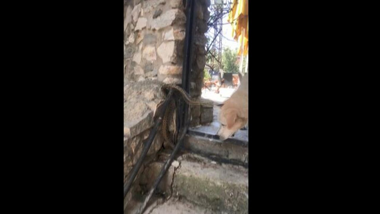 Son dakika... Bu merakın sonu kötü bitti... Yılan affetmedi! 2