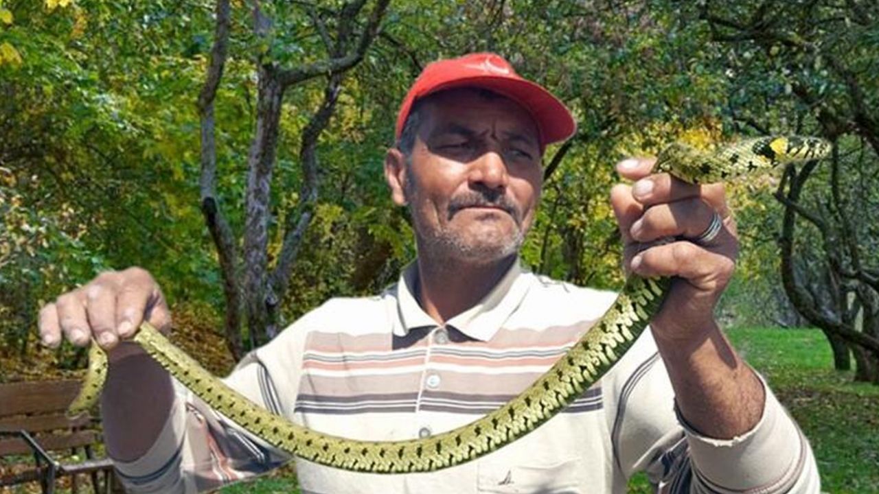 Son dakika... Bu merakın sonu kötü bitti... Yılan affetmedi! 4