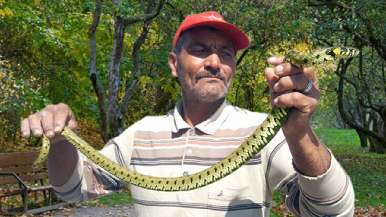 Son dakika... Bu merakın sonu kötü bitti... Yılan affetmedi! 9