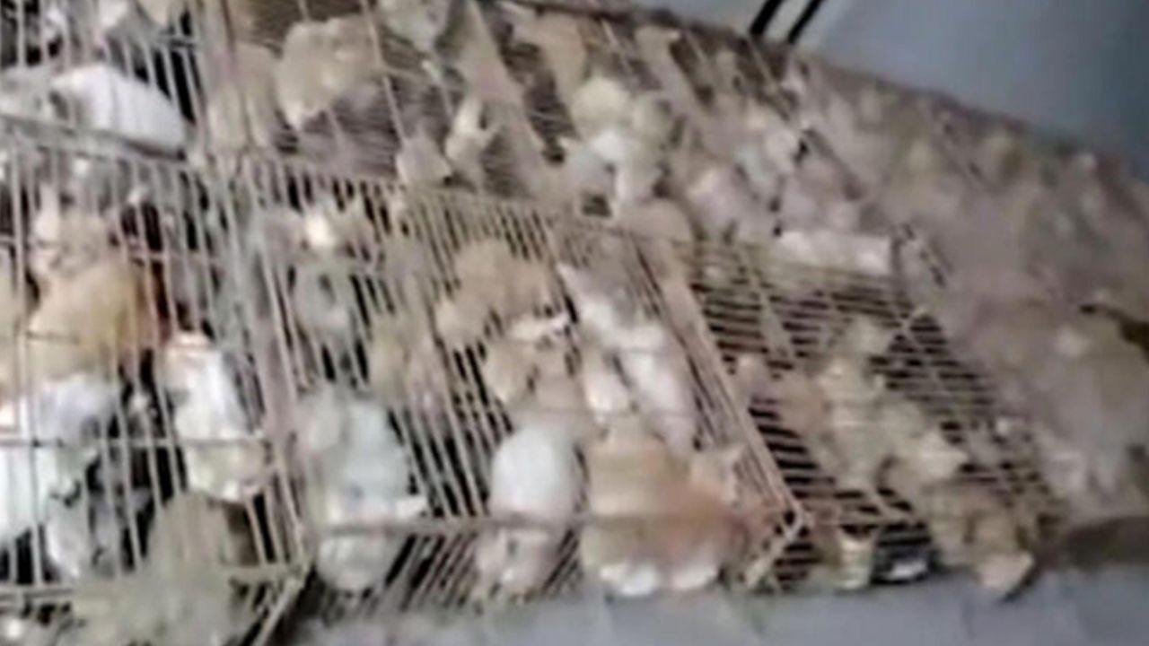 Son dakika... Çin'de 700 kedi yemek olarak servis edilmekten son anda kurtarıldı! 1