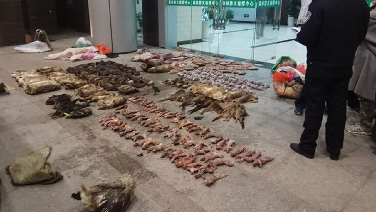 Son dakika... Çin'de 700 kedi yemek olarak servis edilmekten son anda kurtarıldı! 11