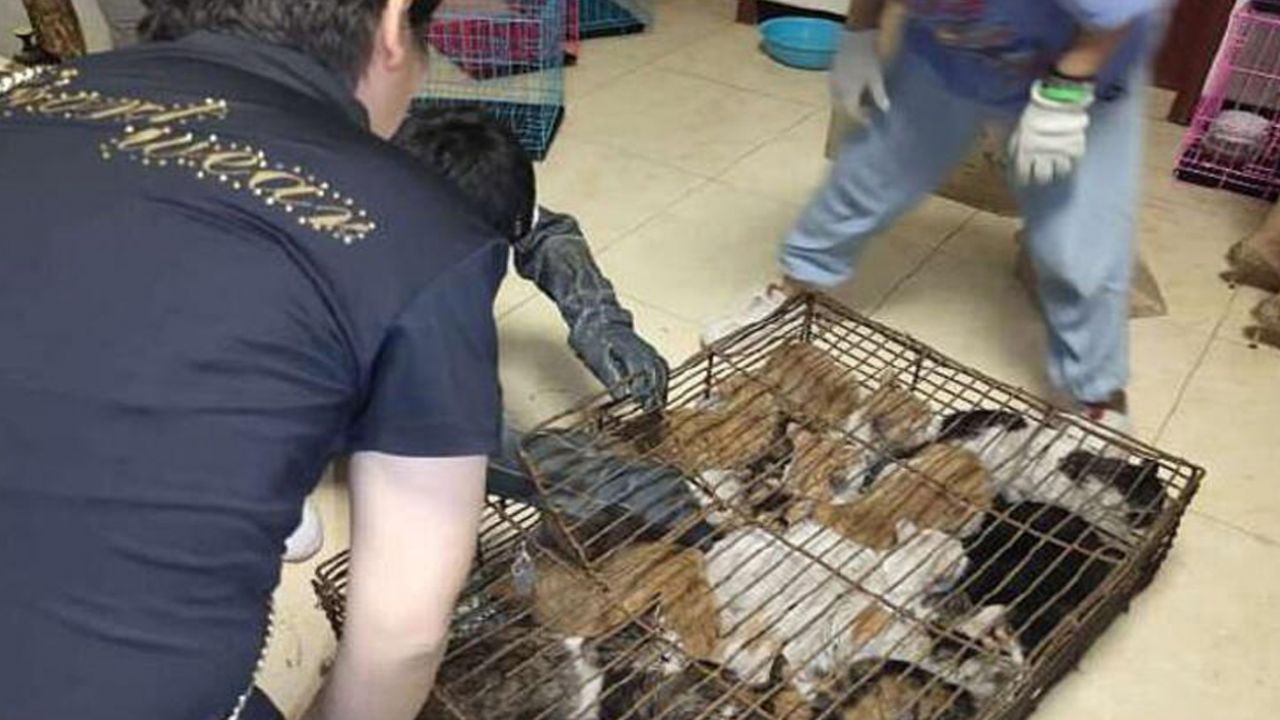Son dakika... Çin'de 700 kedi yemek olarak servis edilmekten son anda kurtarıldı! 2