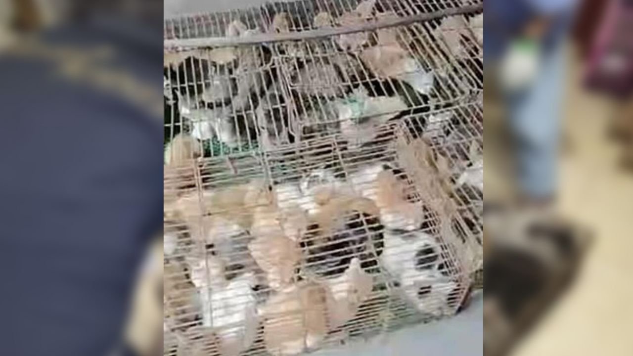 Son dakika... Çin'de 700 kedi yemek olarak servis edilmekten son anda kurtarıldı! 3