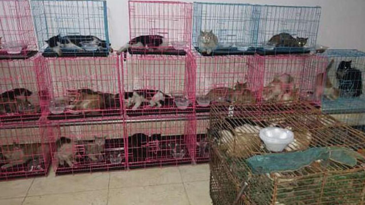 Son dakika... Çin'de 700 kedi yemek olarak servis edilmekten son anda kurtarıldı! 4