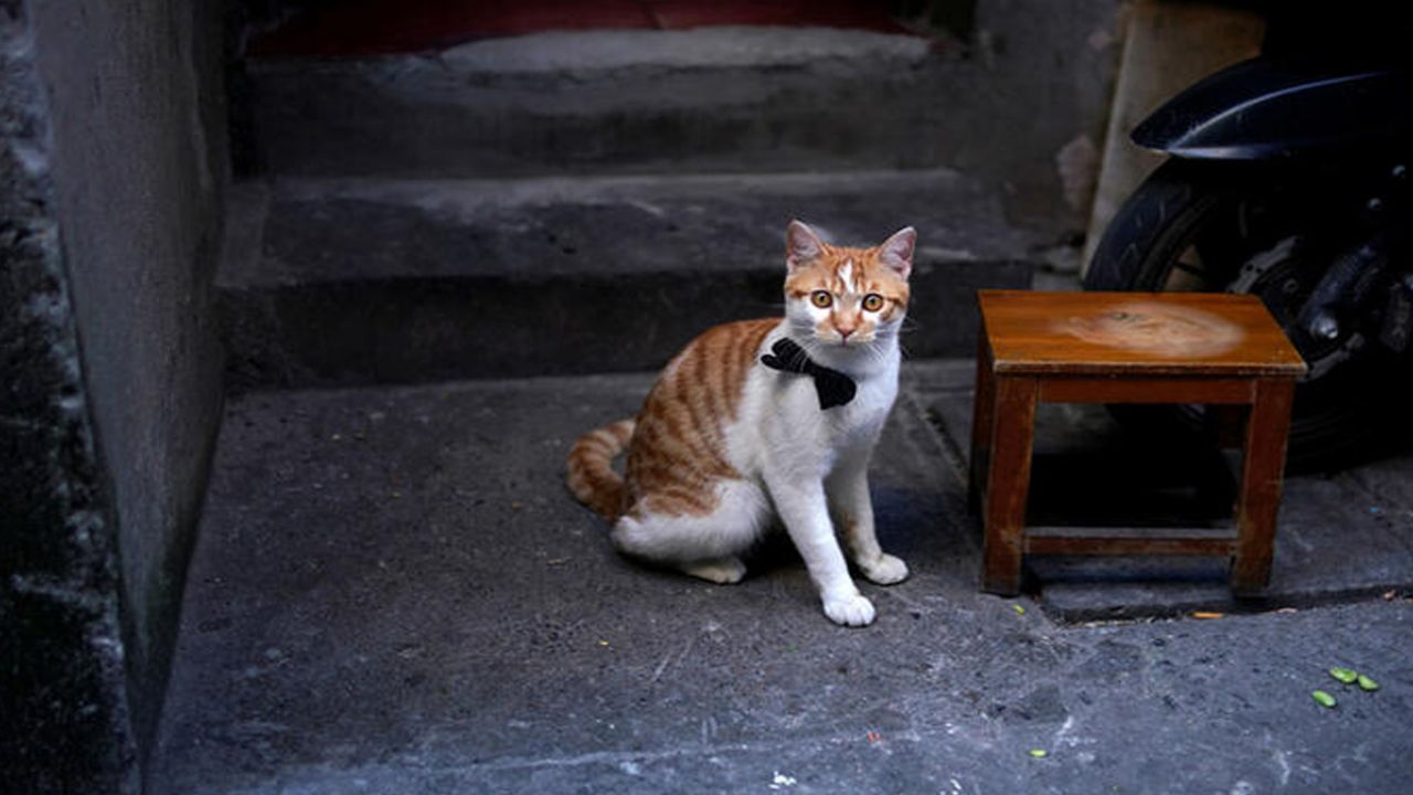 Son dakika... Çin'de 700 kedi yemek olarak servis edilmekten son anda kurtarıldı! 5