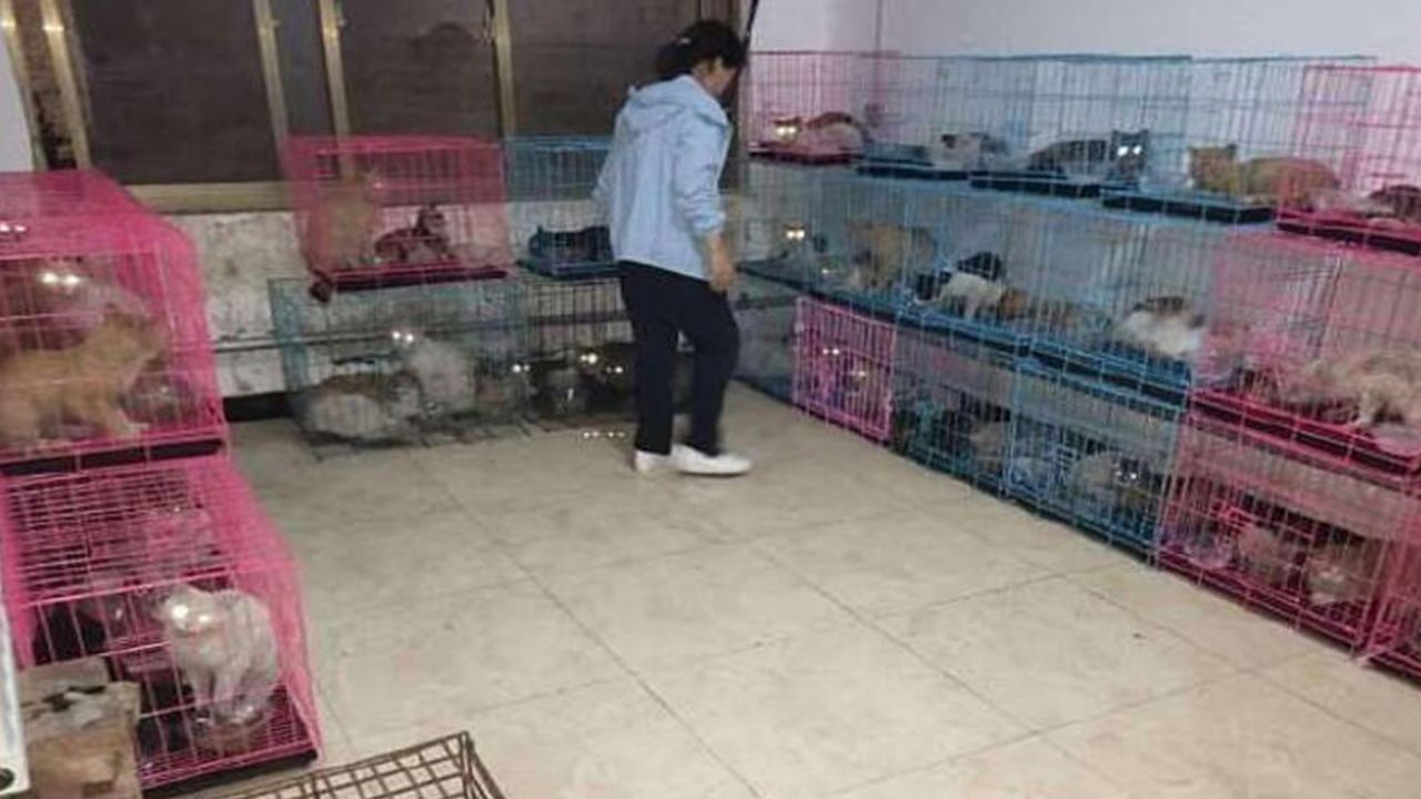 Son dakika... Çin'de 700 kedi yemek olarak servis edilmekten son anda kurtarıldı! 6