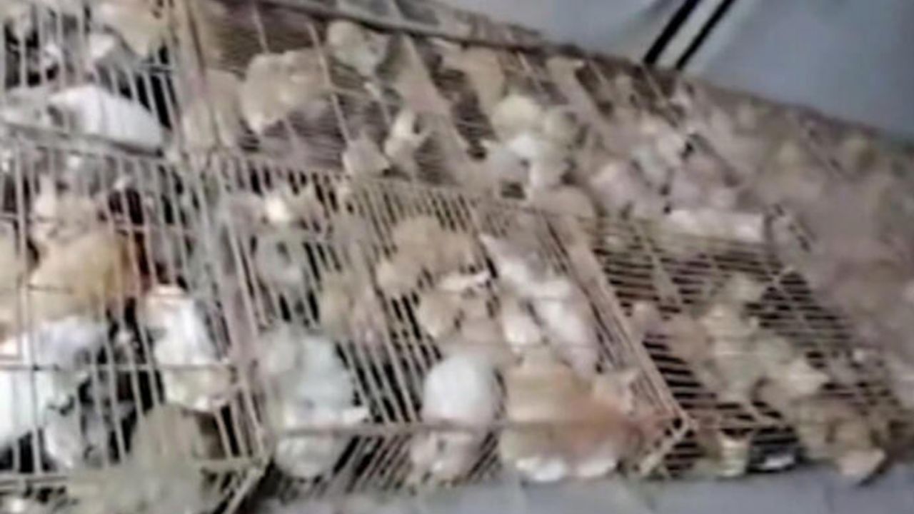 Son dakika... Çin'de 700 kedi yemek olarak servis edilmekten son anda kurtarıldı! 8