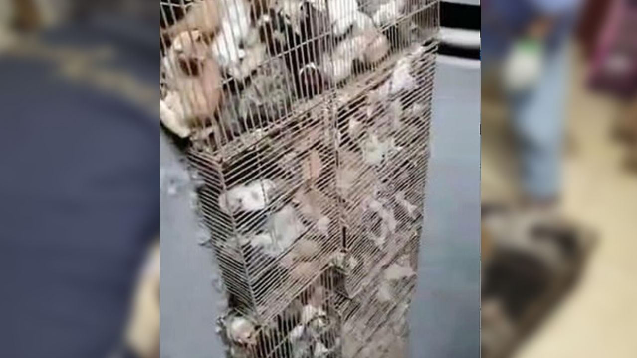 Son dakika... Çin'de 700 kedi yemek olarak servis edilmekten son anda kurtarıldı! 9