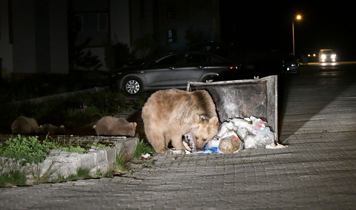 Sarıkamış'ta bozayılar ilçe merkezine indi... 5