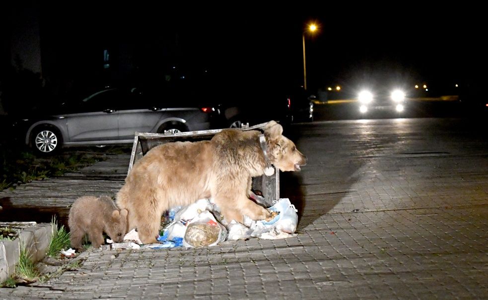 Sarıkamış'ta bozayılar ilçe merkezine indi... 6