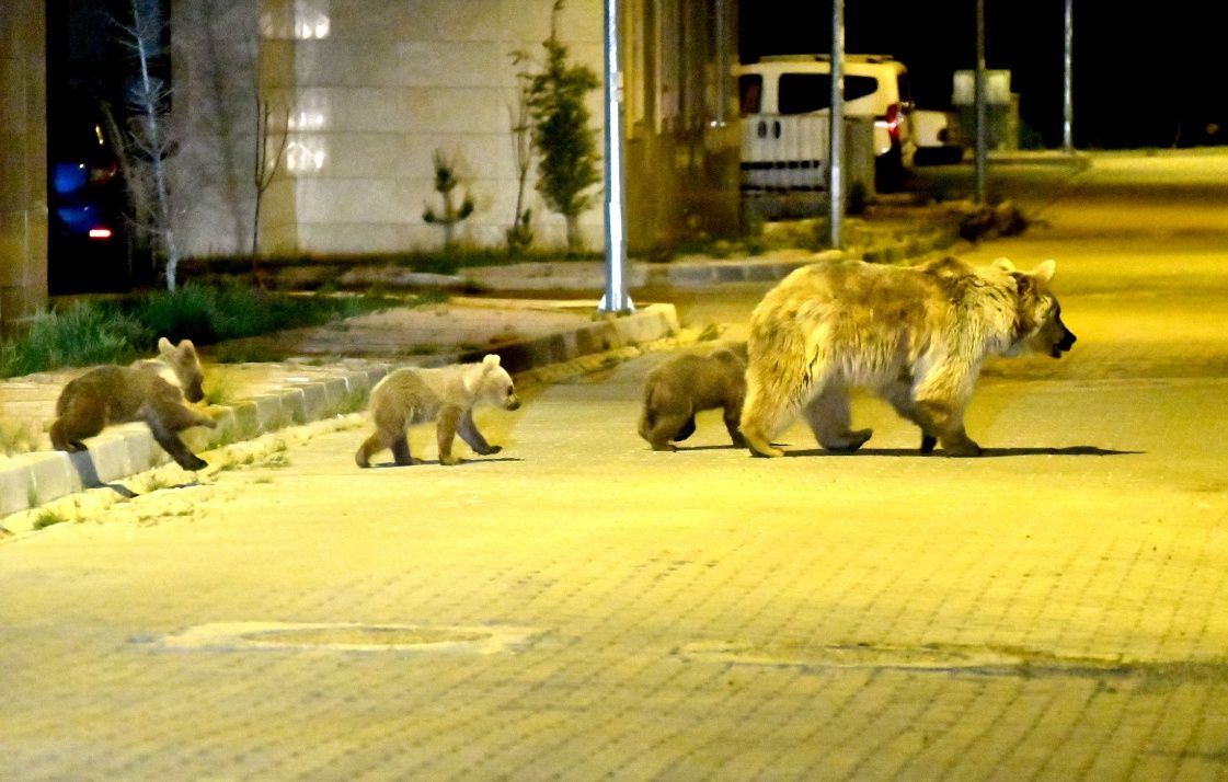 Sarıkamış'ta bozayılar ilçe merkezine indi... 8
