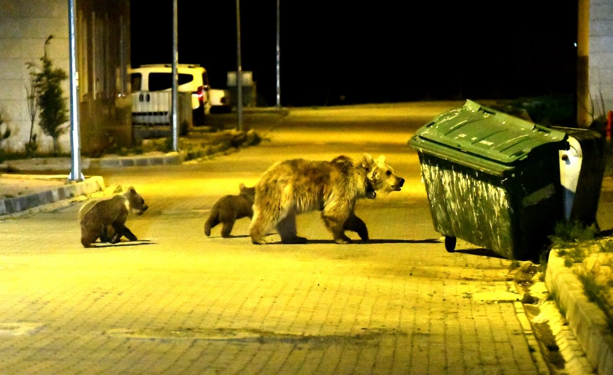Sarıkamış'ta bozayılar ilçe merkezine indi... 9