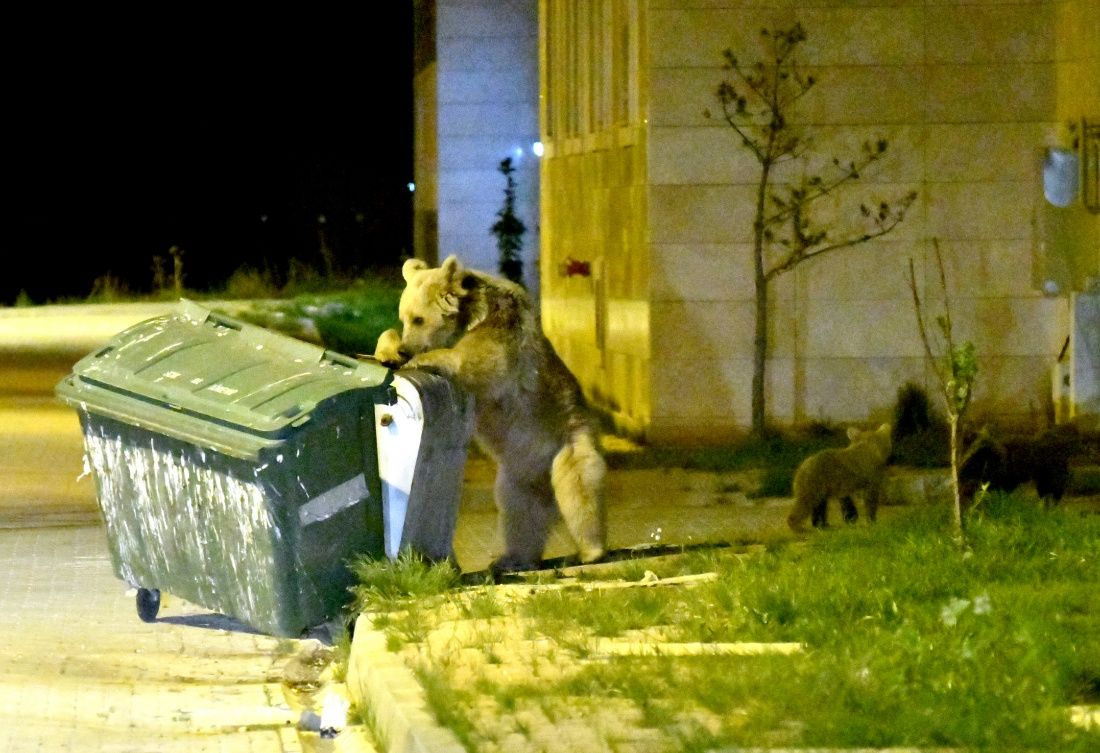 Sarıkamış'ta bozayılar ilçe merkezine indi... 10