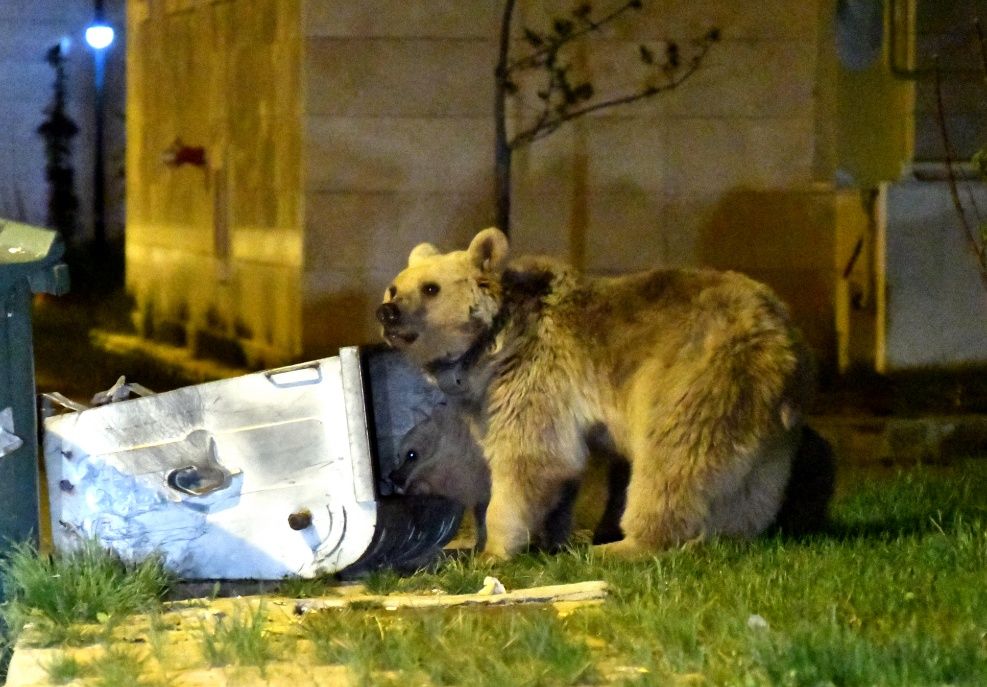 Sarıkamış'ta bozayılar ilçe merkezine indi... 11