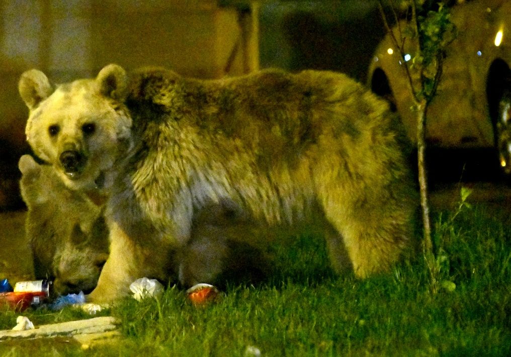 Sarıkamış'ta bozayılar ilçe merkezine indi... 13