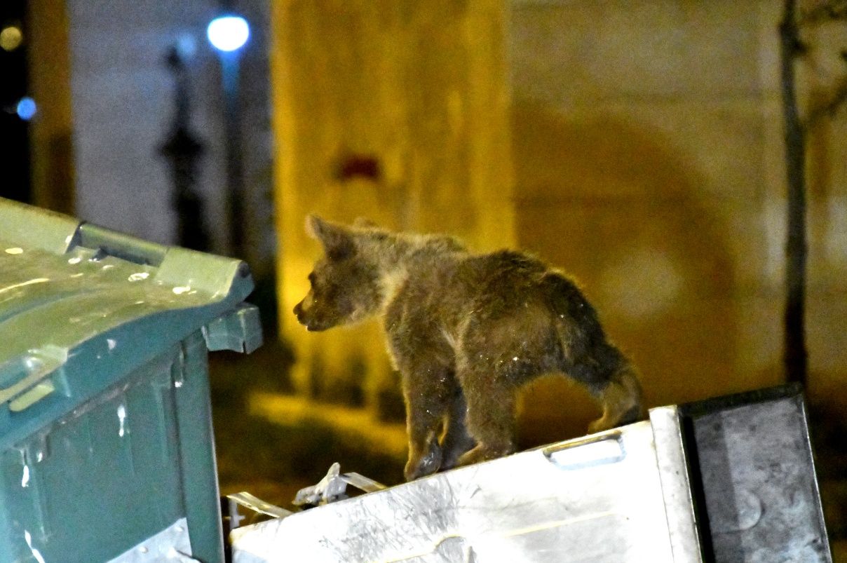 Sarıkamış'ta bozayılar ilçe merkezine indi... 18