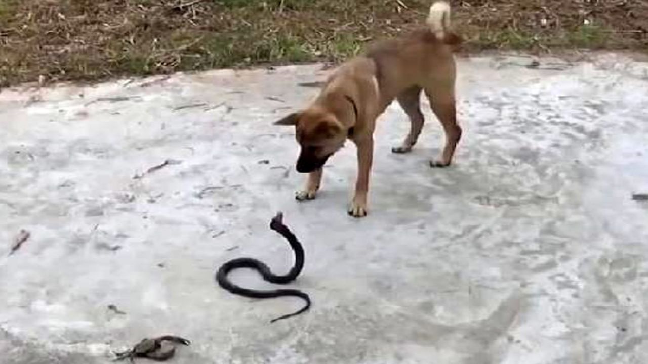 Yılan ile köpeğin karşılaştığı anlar! 1