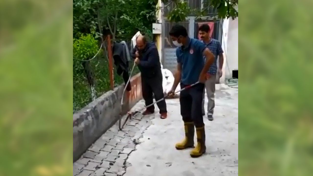 Yılan ile köpeğin karşılaştığı anlar! 9