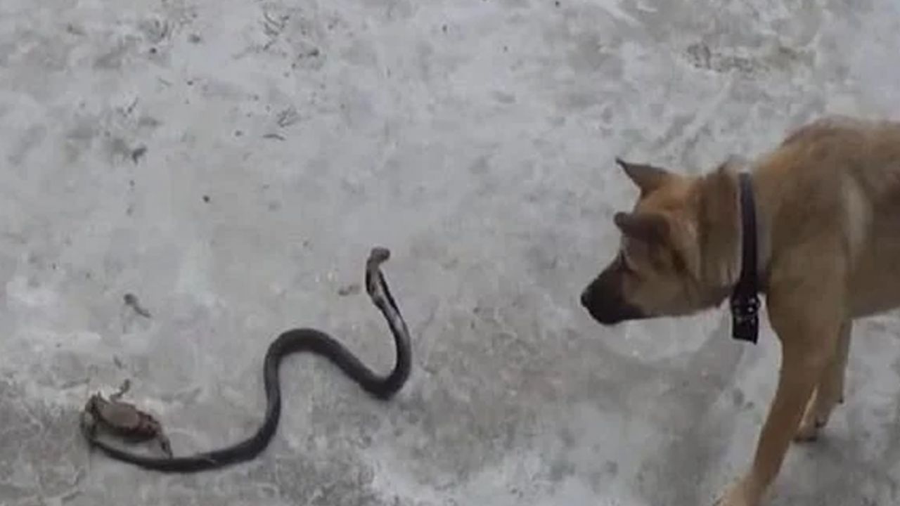 Yılan ile köpeğin karşılaştığı anlar! 2