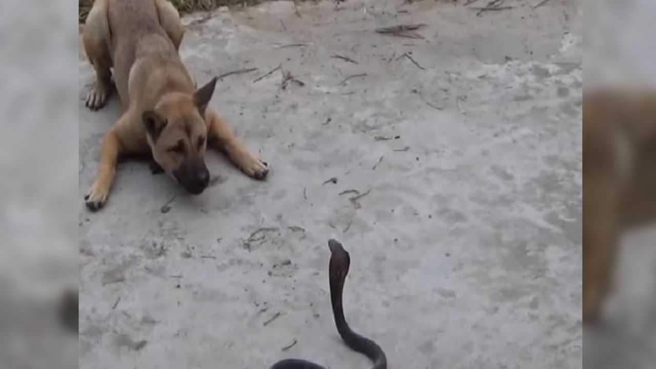 Yılan ile köpeğin karşılaştığı anlar! 3